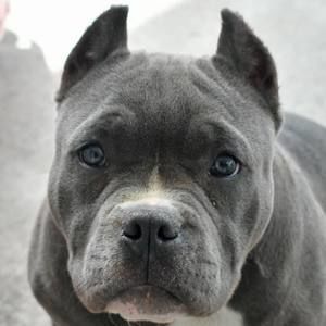 Meet your Posher, Earnest